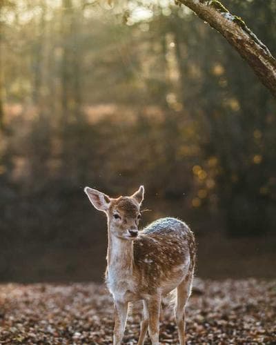 Portrait of Priya Solange