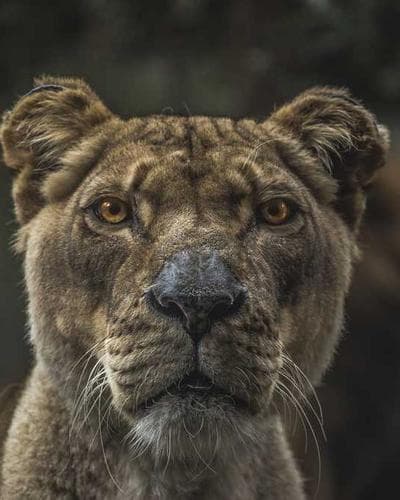 Portrait of Theodore Plum